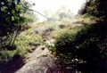 Wild Turkey Flock, Greenwood Lake