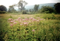 Joe Pye Weed