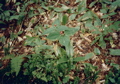 Is this Trillium setting seed?