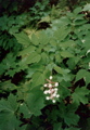 South Fork Hewes Brook