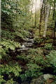 Stream S of Moosilauke