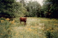 Pasture S of Moosilauke