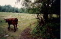 The Mountain cows of Moosilauke