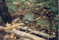 Snapping Turtle N. of Gorham